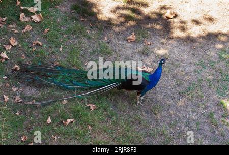 Peacock, wunderschönes repräsentatives Muster eines männlichen Pfauens in großen metallischen Farben Stockfoto