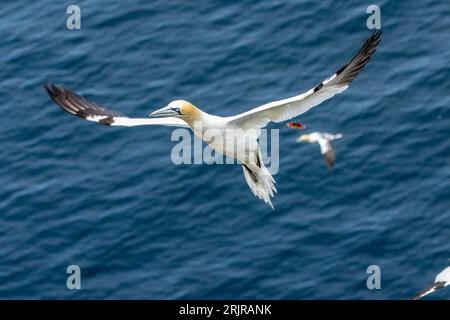 Ein elegantes nördliches Gannet, das anmutig durch die Luft ragt, vor einer ruhigen Kulisse aus ruhigem, ruhigem Wasser Stockfoto