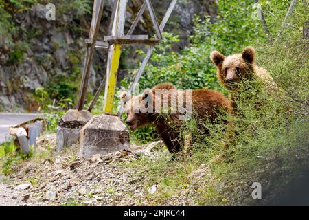 Europäische Braunbärenbecher in den Karpaten Rumäniens Stockfoto