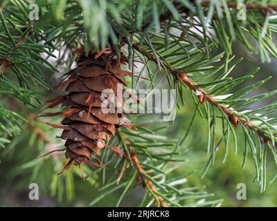 Douglasie, braune reife Kegel auf Ästen, grüne Kiefer, pseudotsuga menziesii, Konifer Stockfoto