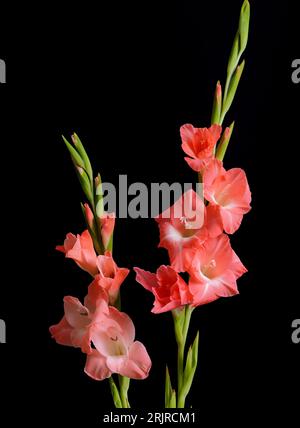 gladiolusblüten, mehrblütige Blütenstände, bunte, spitze Zierpflanze, Nahaufnahme auf schwarzem Hintergrund Stockfoto