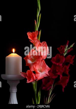 gladiolusblüten, mehrblütige Blütenstände, bunte, spitze Zierpflanze, Nahaufnahme auf schwarzem Hintergrund mit einer weißen brennenden Kerze Stockfoto