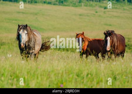 Eine Herde wilder Pferde, die durch eine Wiese in Livno, Bosnien und Herzegowina galoppieren Stockfoto