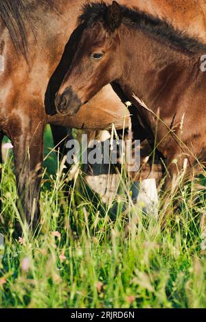 Eine Herde wilder Pferde, die durch eine Wiese in Livno, Bosnien und Herzegowina galoppieren Stockfoto