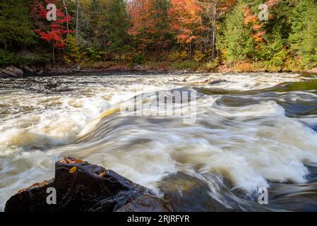 Rapids an einem Fluss mit bewaldeten Ufern während der Herbstfarbensaison Stockfoto