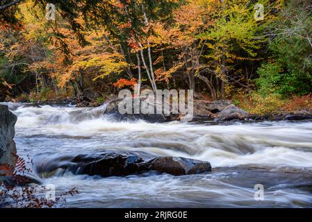 Rapids auf einem Fluss, der durch einen Wald auf dem Gipfel des Herbstlaub fließt Stockfoto