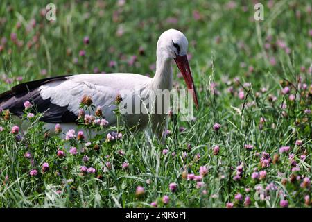 Ein majestätischer Weißer Storch, der in einem lebendigen Blumenfeld steht. Stockfoto