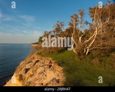 14. August 2023, Mecklenburg-Vorpommern, Dranske Auf Rügen: 14.08.2023, Dranske. Eine Abbruchkante am Hochufer an der Nordküste Rügens, östlich von Dranske, fotografiert im Licht der Abendsonne. Auf der Ostseeinsel Rügen geht auch durch Küstenerosion regelmäßig fruchtbares Land verloren. Vor allem an der Steilküste verursachen Wind und Wetter sowie steigende Gezeiten Erosion und Küstenerosion. Auf Rügen gibt es nur wenige Maßnahmen zum Schutz der Küste. Foto: Wolfram Steinberg/dpa Foto: Wolfram Steinberg/dpa Stockfoto