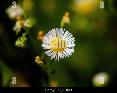 Daisy fleabane, Erigeron annuus Stockfoto