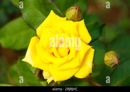 Eine lebhafte Henry Fonda Rose, die in einem grünen Garten blüht. Stockfoto