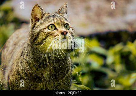 Eine braune Tabby-Hauskatze, die auf einem grasbewachsenen Feld thront und mit ihren Ohren von der Kamera wegschaut Stockfoto