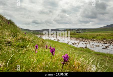 Die frühe Purple Orchid (Orchis mascula) wächst am Ufer des Harwood Beck in der Nähe des Zusammenflusses mit dem River Tees an der Cronkley Bridge, Teesdale Stockfoto