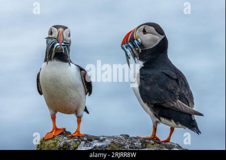 Ein Paar Papageientaucher, die auf einem Felsen stehen, während sie Fische in ihren Schnäbeln halten Stockfoto