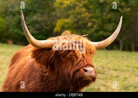 Europäische schottische Hochlandrinder Nahaufnahme des Kopfes. Rotes gälisches Weibchen mit großen Hörnern, rotem Fellmoor. Porträt der europäischen haarigen Kuh Stockfoto