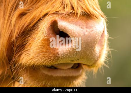 Zeigen Sie schottische Hochlandrinder. Nahaufnahme der Nase. Nasse Nase mit Tropfen. Schwitzen zur Wärmeregulierung bei Wildtieren Stockfoto