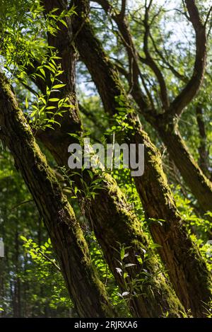 Ein üppiger grüner Baum ragt majestätisch inmitten eines dichten Waldes Stockfoto