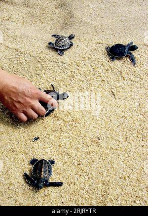 Bildnummer: 51516693 Datum: 26.10.2006 Copyright: imago/Xinhua Junge Wasserschildkröten werden am Strand in Freiheit entlassen in Huidong - PUBLICATIONxNOTxINxCHN, Tiere ,; 2006, Huidong, Guangdong, Reptilien, Wasserschildkröte, Wasserschildkröten, Schildkröte, Schildkröten, Jungtier, Jungtiere, Hand, Hände, Freilassung, Umweltschutz, Tierschutz,; , hoch, Kbdig, Gruppenbild, China, , Stockfoto