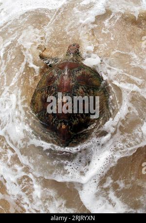 Bildnummer: 51516697 Datum: 23.10.2006 Copyright: imago/Xinhua Wasserschildkröte wird am Strand in Freiheit entlassen in Huidong - PUBLICATIONxNOTxINxCHN, Tiere; 2006, Huidong, Guangdong, Reptilien, Wasserschildkröte, Wasserschildkröten, Schildkröte, Schildkröten, Freilassung, Umweltschutz, Tierschutz,; , hoch, Kbdig, Einzelbild, Meer, Küste, Vogelperspektive, Perspektive, China, , Stockfoto