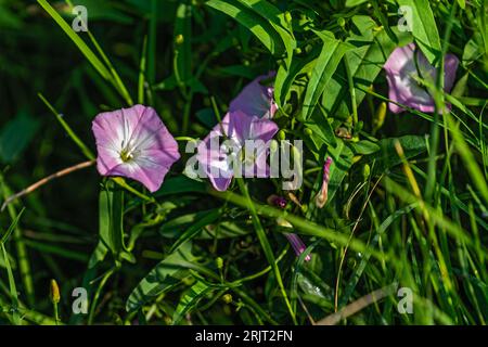 Eine Nahaufnahme von blühenden leuchtenden Primelblumen in einem Garten Stockfoto