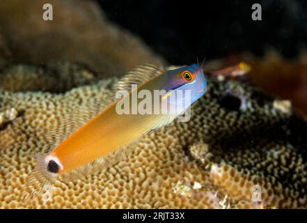 Tailspot Blenny, Ecsenius Stigmatura, Raja Ampat, Indonesien Stockfoto