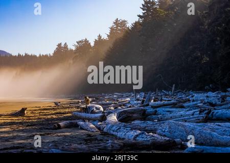 Shi Shi Beach an einem nebelverhangenen Morgen, Olympic National Park, Washington State, USA Stockfoto