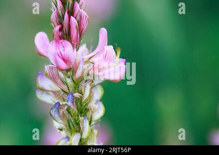 Rosafarbenes Blumenfeld, Esparsette, Onobrychis viciifolia. Honigpflanze. Hintergrund der Wildblumen. Blühende wilde Blüten von Esparsette oder Weihklee Stockfoto
