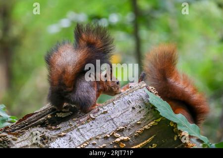 Eine Nahaufnahme zweier entzückender, roter Eichhörnchen, die zusammen auf einem Holzstamm stehen Stockfoto