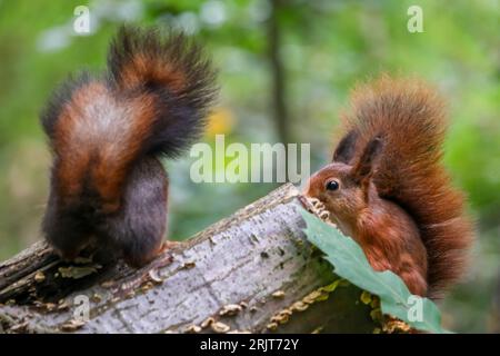 Eine Nahaufnahme von zwei roten Eichhörnchen, die auf einem Holzstamm stehen Stockfoto