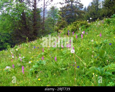 Bunte Wiese mit rosa, frühen Sumpf-Orchideenblüten (Dactylorhiza incarnata) und gelben Blüten und Löwenzahn-Setzkopf Stockfoto