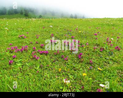 Rosafarbene, auf einer Wiese wachsende, worled Lousewort (Pedicularis verticillata) Blüten Stockfoto