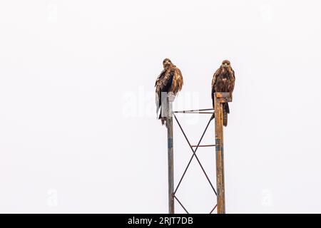 Zwei majestätische Weißkopfseeadler thronen auf einem rustikalen Metallgerüst in einer Außenumgebung Stockfoto