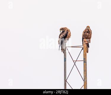 Zwei majestätische Weißkopfseeadler thronen auf einem rustikalen Metallgerüst in einer Außenumgebung Stockfoto