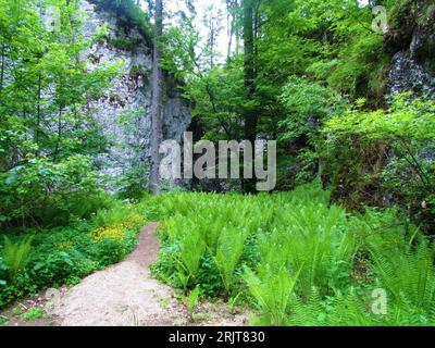 Pfad führt vorbei an einer Ebene in einen dunklen schmalen Höhleneingang in der Pokljuka-Schlucht, die mit Farnen bedeckt ist, in der Region Gorenjska in Slowenien Stockfoto