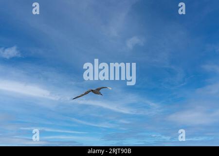 Eine weiße Möwe, die durch einen hellblauen Himmel steigt Stockfoto