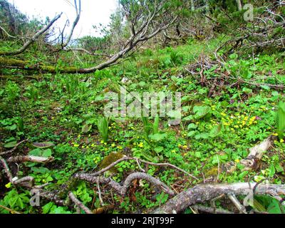 Lush alpine vegetation with yellow flowers and false helleborine, white hellebore (Veratrum album) Stock Photo