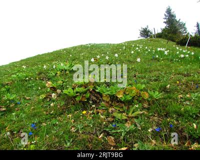 Meadow full of flowers incl. blue blooming spring gentian and white poet's daffodil, poet's narcissus, nargis covering a slope near Golica in Karavank Stock Photo