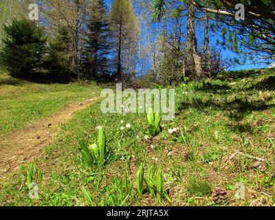 Almwiese mit falschem Helleborin, weißem Hellebore (Veratrum Album), weißen Blumen und Lärchen im Hintergrund Stockfoto