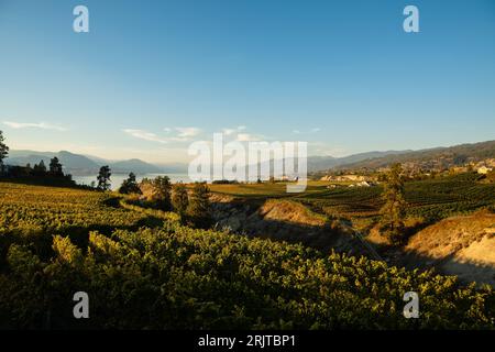Ein atemberaubender Blick auf den Sonnenuntergang über den Weinbergen von Naramata Bench und dem Okanagan Lake Stockfoto