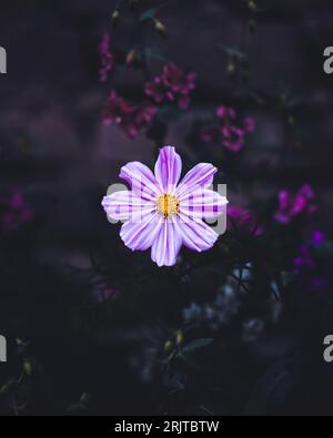 Eine vertikale Aufnahme einer blühenden purpurnen Kosmos-Blume in einem Garten Stockfoto