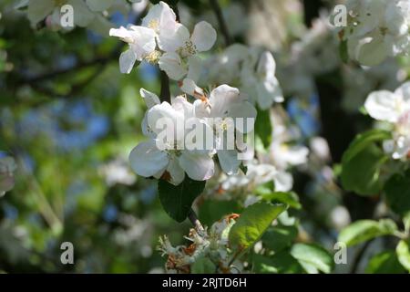 Ein lebhafter Apfelbaum in voller Blüte, mit zahlreichen üppigen Blüten und Knospen, die die Zweige schmücken Stockfoto