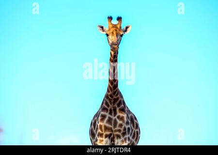 Eine majestätische Giraffe steht hoch in einem üppigen grünen Feld an einem hellen und klaren Tag, mit einem wunderschönen blauen Himmel als Hintergrund Stockfoto