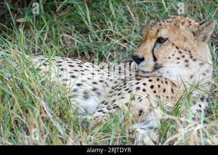 Ein wunderschöner und majestätischer Gepard, der auf einem grasbewachsenen Hügel thront und mit seinen durchdringenden gelben Augen aufmerksam blickt Stockfoto