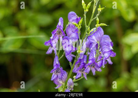 Eine Nahaufnahme einer Gruppe von Rittersporn-Delphinum-Blüten in voller Blüte, die auf einem dünnen Stiel vor dem Hintergrund eines grünen Busches wachsen Stockfoto