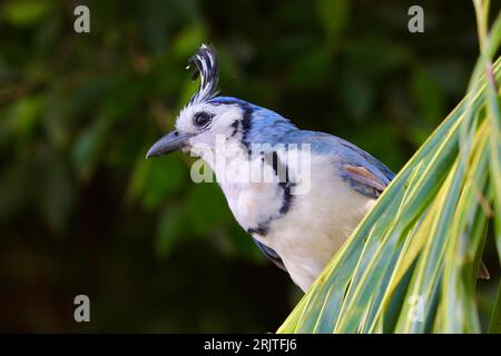 White -Throated Magpie Jay, Urraca, Isla De Ometepe Stock Photo