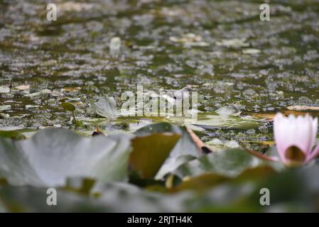 Juvenile Grey Wagtail (Motacilla cinerea) Walking Across Lily Pads, Left to Right, on a Lily Pond in mid-Wales, UK in August Stock Photo