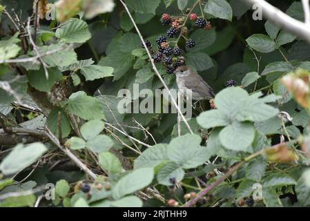 Left-Profile Image of a Female Blackcap (Sylvia atricapilla) on a Blackberry Bush with Beak in Fruit, taken in mid-Wales, UK in August Stock Photo