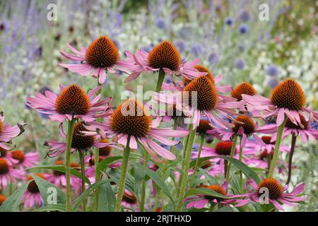 Nahaufnahme der rosafarbenen Blüten und der orange-braunen Mittelkegel des Sommer lang blühenden Klumpen, der eine krautige Gartenmehrzahl Echinacea purpurea bildet. Stockfoto