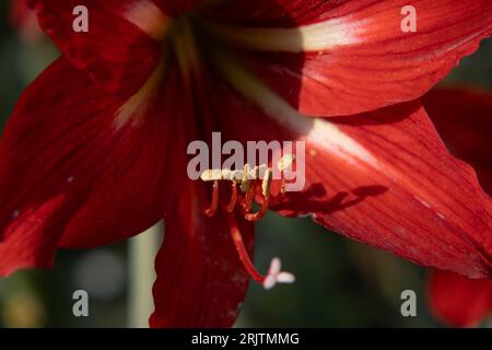 Nahaufnahme der roten Lilly-Blume Stockfoto