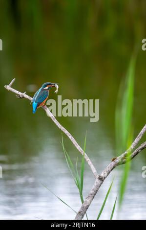 Ein blauer und orangener gewöhnlicher eisvogel fängt und isst Fisch. Alcedo auf diesem Ast. Eurasischer eisvogel. Der eisvogel in der Schweiz Stockfoto