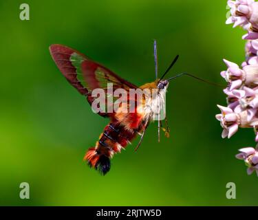 Kolibri Clear Wing Moth Nahaufnahme Seitenansicht flattern über einer Milchkraut Pflanze und Trinken Nektar mit grünem Hintergrund in seiner Umgebung. Stockfoto